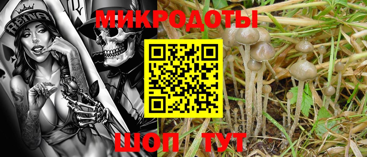 Галлюциногенные грибы Cubensis Коряжма